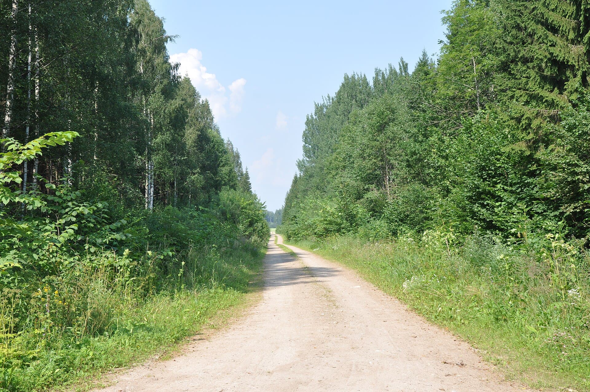 Managed birch and spruce stands along a forest track, Mālpils, Latvia